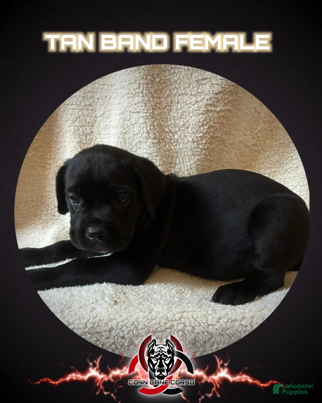 Cane Corso dogs for sale: Cane Corso Puppy 5 - Ad 1