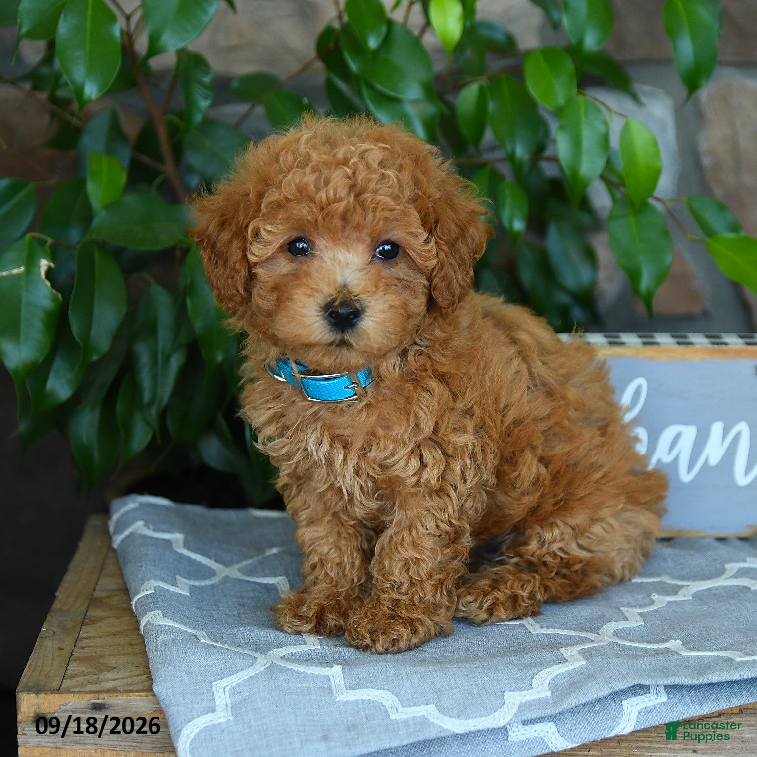 Maltipoo dogs Caspian - Ad 1