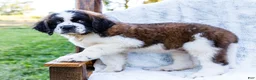 Saint Bernard dogs for sale: Cody - Ad 6