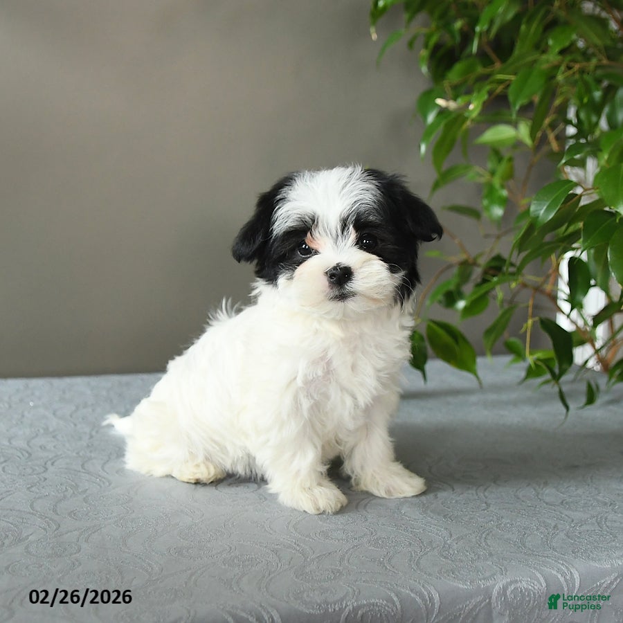 Mixed Breed dogs Sasha - Ad 2