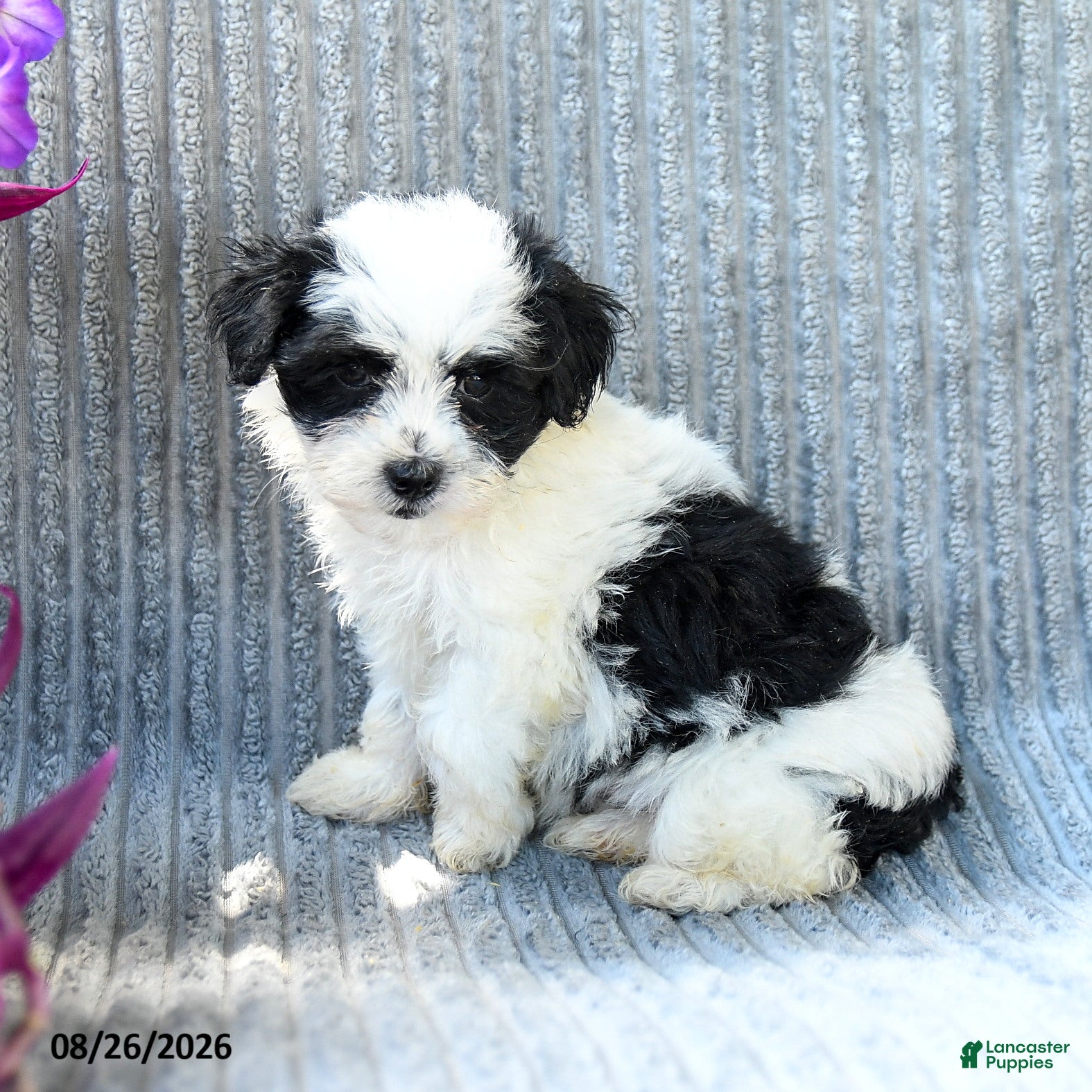 Maltipoo dogs Murphy - Ad 1