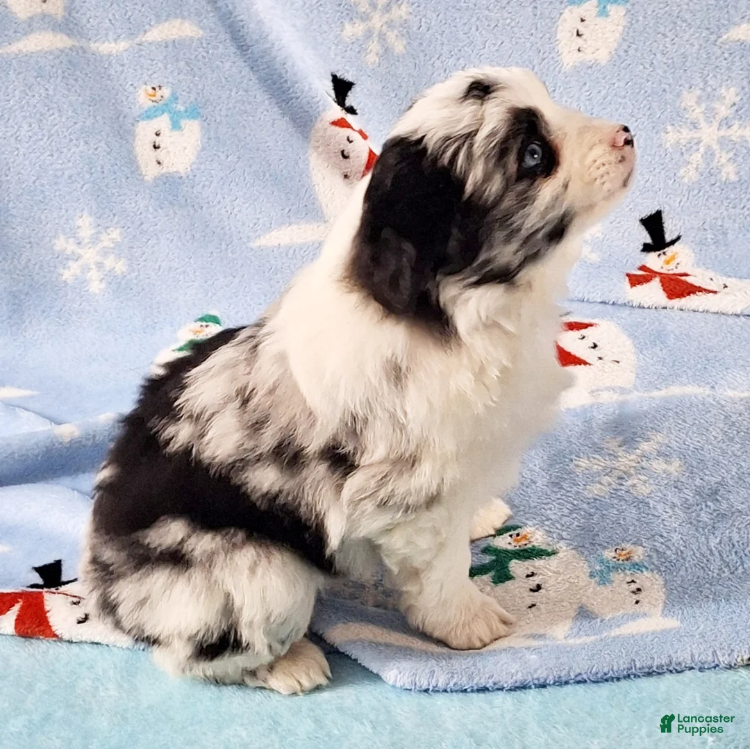 Miniature Australian Shepherd dogs for sale: Buster - Ad 6