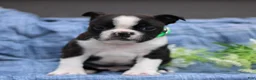 Boston Terrier dogs for sale: Charlie  - Ad 1