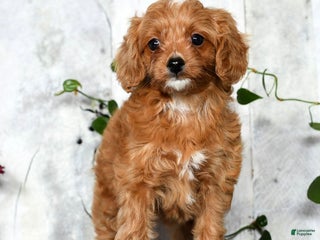 Cavapoo dogs - Ad 24