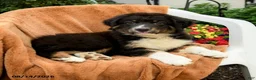 Australian Shepherd dogs for sale: Mia  - Ad 3