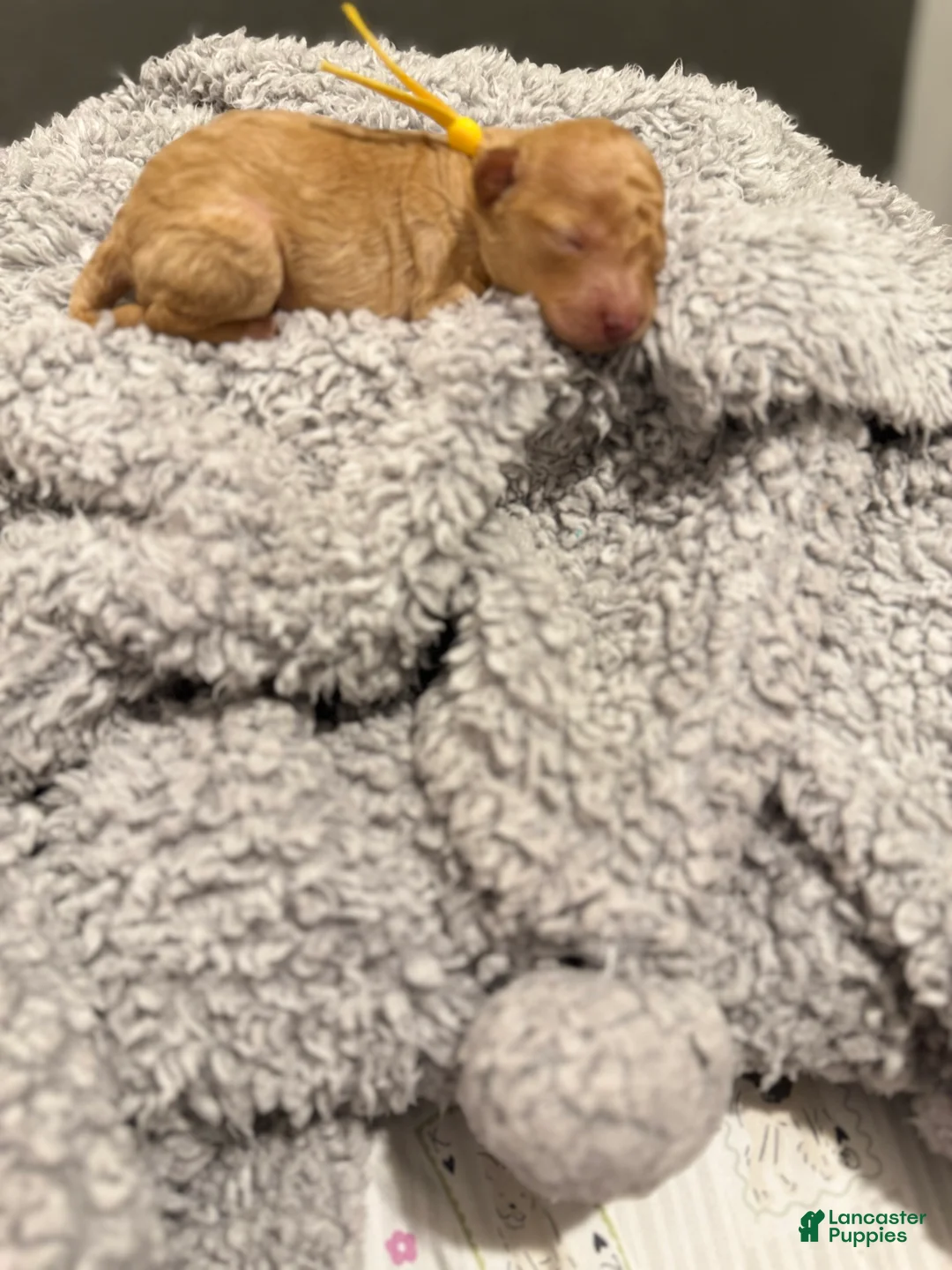 Miniature Poodle dogs for sale: Theo - Ad 2