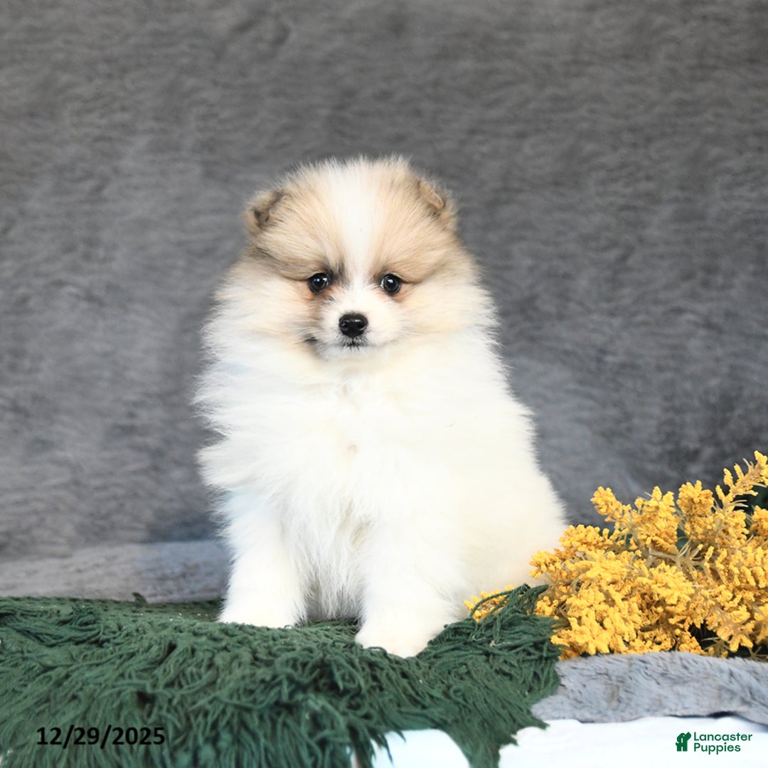 Pomeranian dogs for sale: Fancy - Ad 4