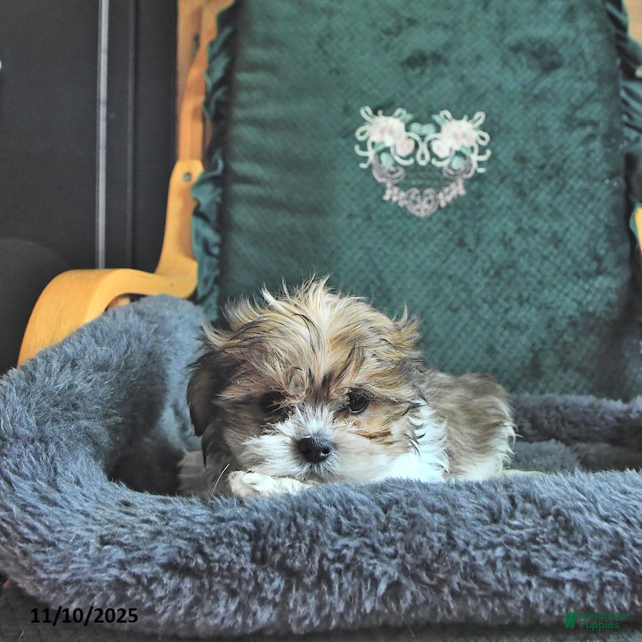 Shih Tzu dogs Cameron - Ad 27