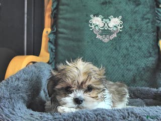 Shih Tzu dogs Cameron - Ad 16