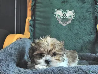Shih Tzu dogs Cameron - Ad 24
