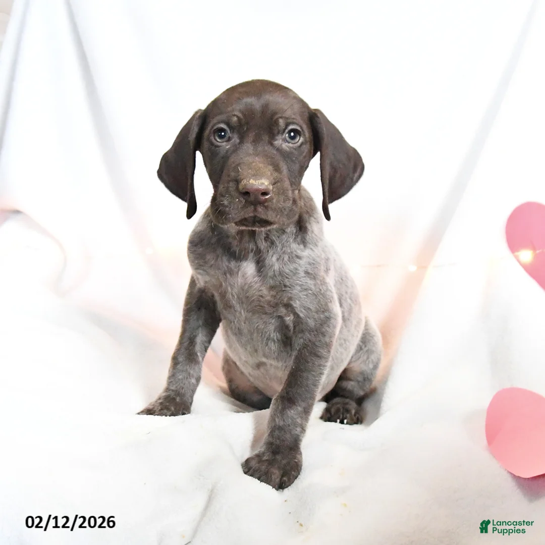 German Shorthaired Pointer dogs for sale: Rusty - Ad 3
