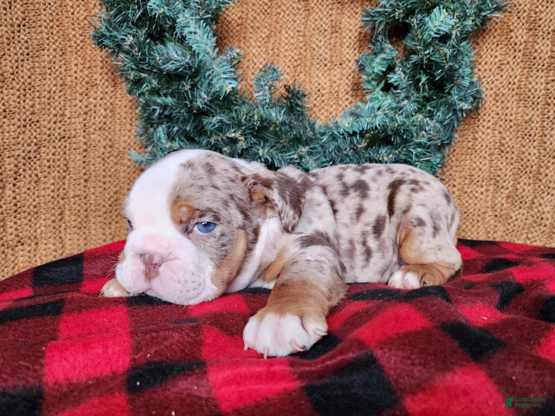 English Bulldog dogs for sale: Fletch - Ad 13