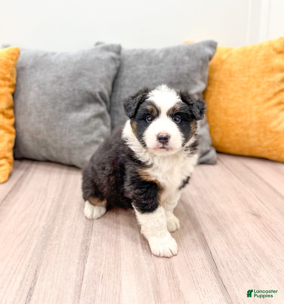 Australian Shepherd dogs for sale: Jace - Ad 2