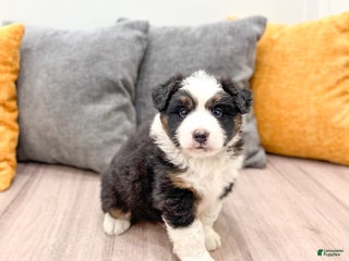 Australian Shepherd dogs - Ad 14