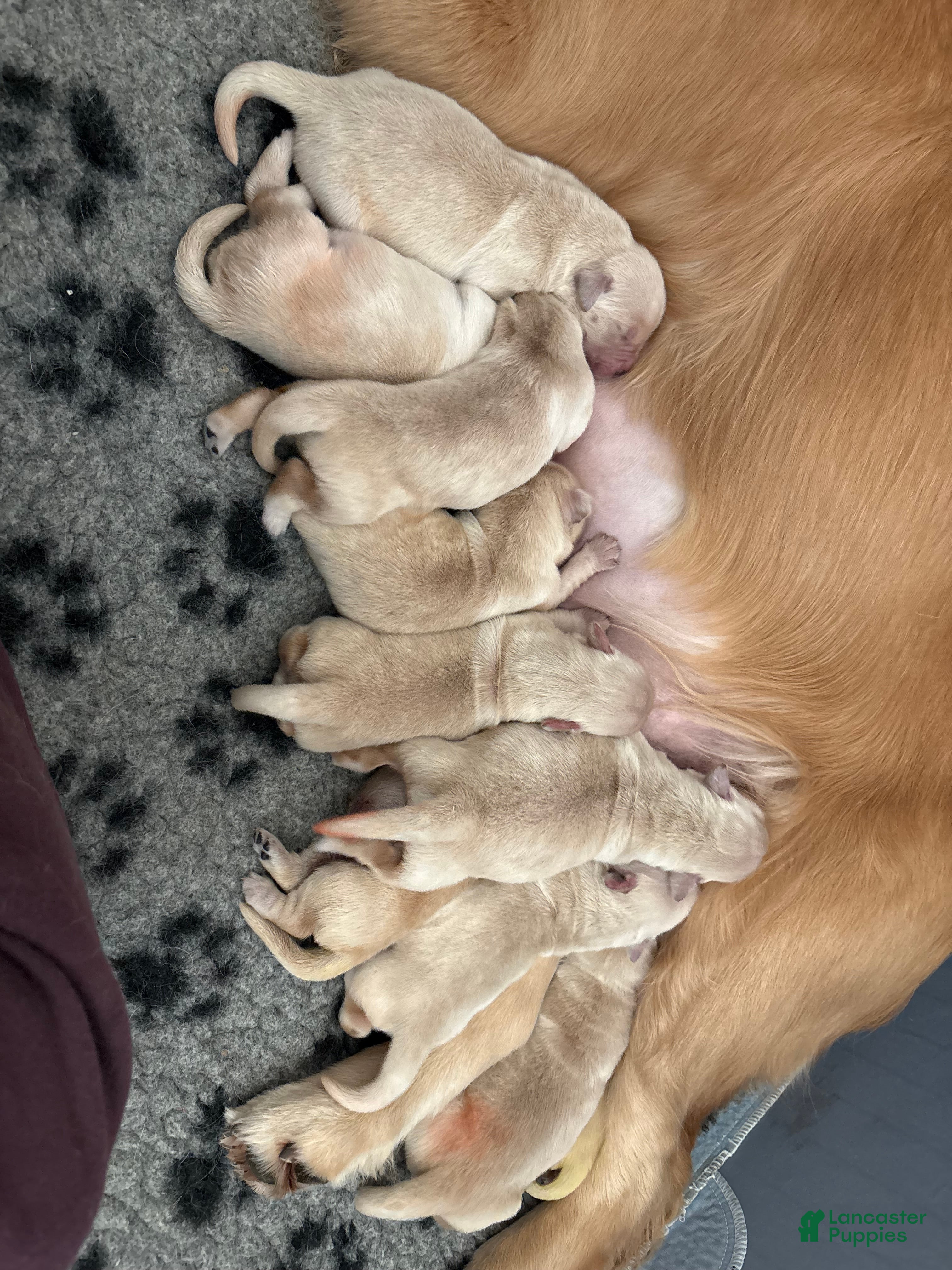 Golden Retriever dogs Golden Retriever Puppy 2 - Ad 3