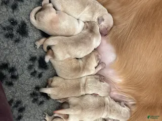 Golden Retriever dogs Golden Retriever Puppy 2 - Ad 8