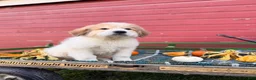 Great Pyrenees dogs for sale: Rover - Ad 5