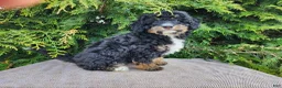 Mini Bernedoodle dogs for sale: Karly - Ad 14