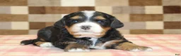 Mini Bernedoodle dogs for sale: Nova - Ad 2