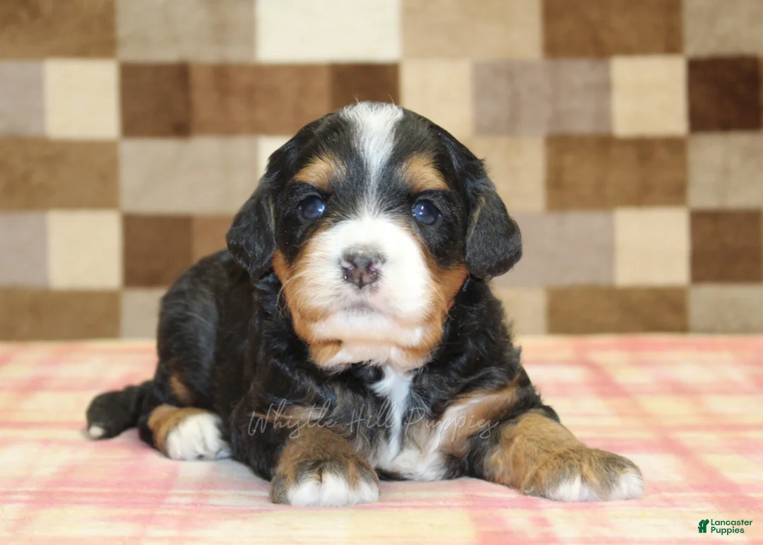 Mini Bernedoodle dogs for sale: Nova - Ad 2