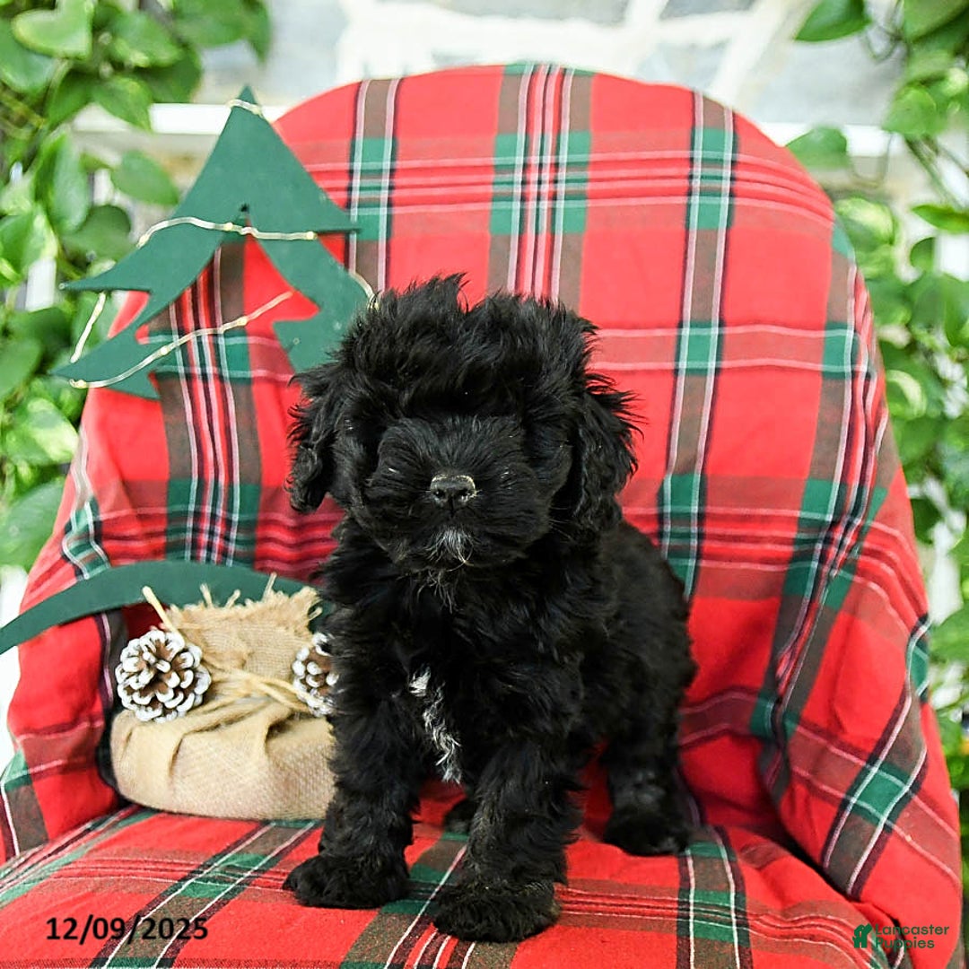 Cockapoo dogs for sale: Snuggles   - Ad 2