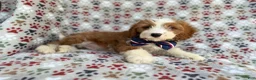 Cavapoo dogs for sale: Cash - Ad 5