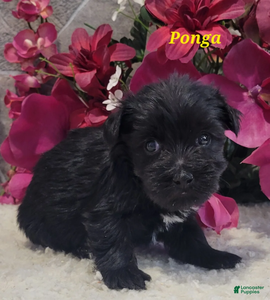 Morkie dogs for sale: Ponga - Ad 4
