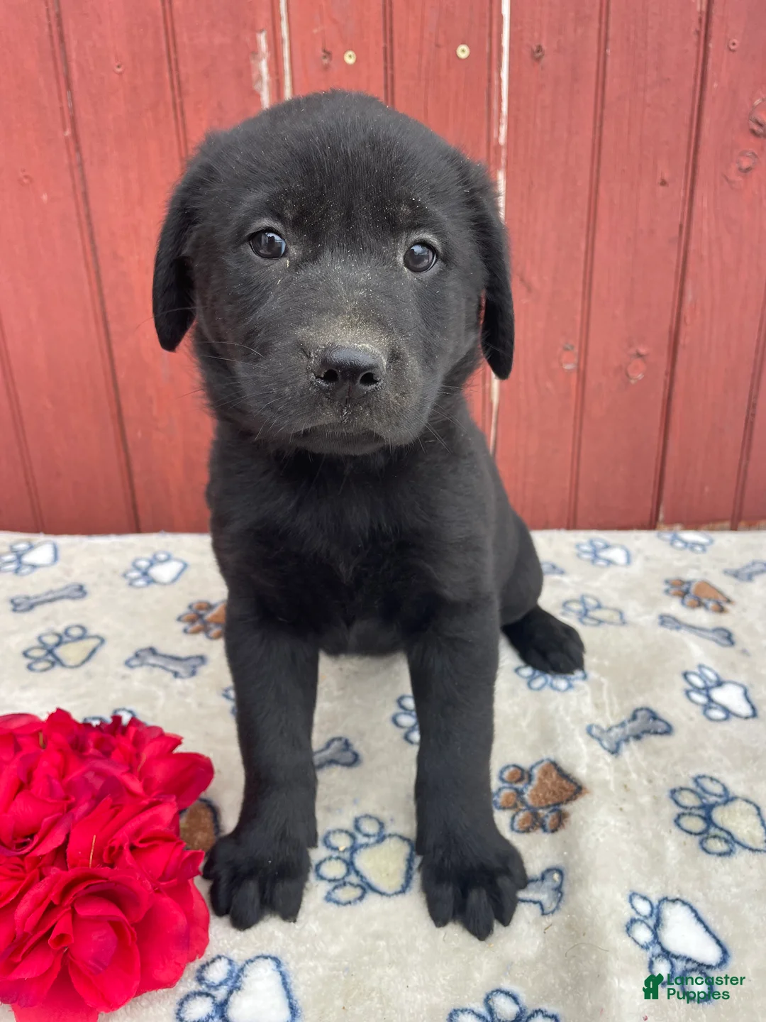 Sheprador dogs for sale: Athena - Ad 1