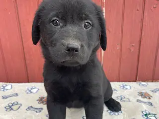 Sheprador dogs Athena - Ad 3