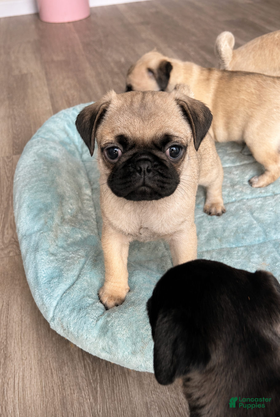 Pug dogs Petey - Ad 1