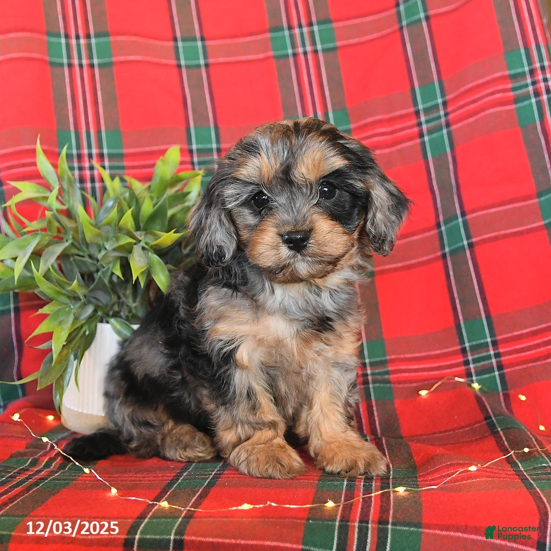 Cavapoo dogs for sale: Avalon - Ad 4