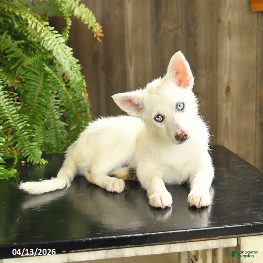 Pomsky dogs Violet  - Ad 2