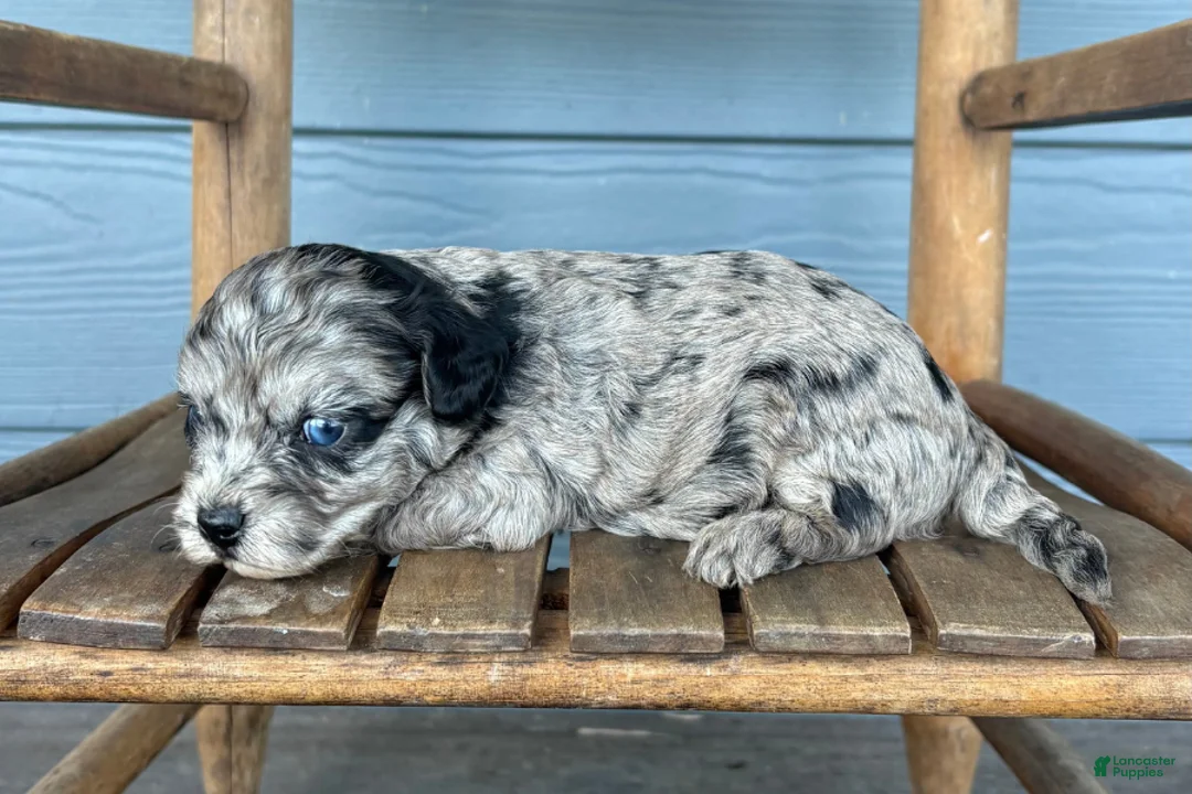 Cavapoo dogs for sale: Graphite - Ad 1