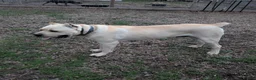 Cane Corso dogs for sale: Black  - Ad 7