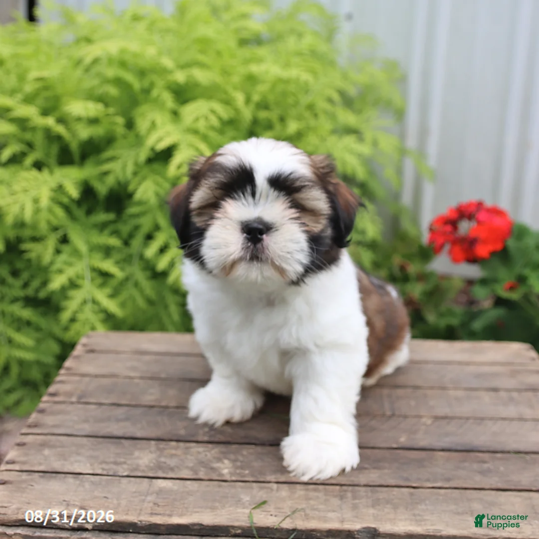 Shih Tzu dogs for sale: Tucker - Ad 2