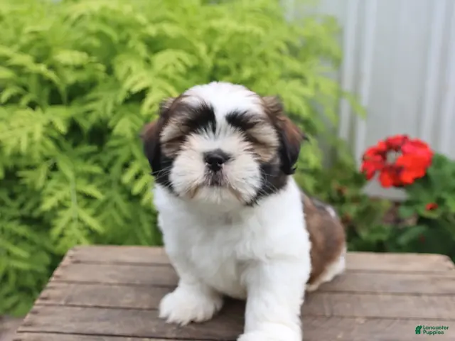 Shih Tzu dogs for sale: Tucker - Ad 2