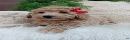 Bichpoo dogs for sale:  Champ  - Ad 2