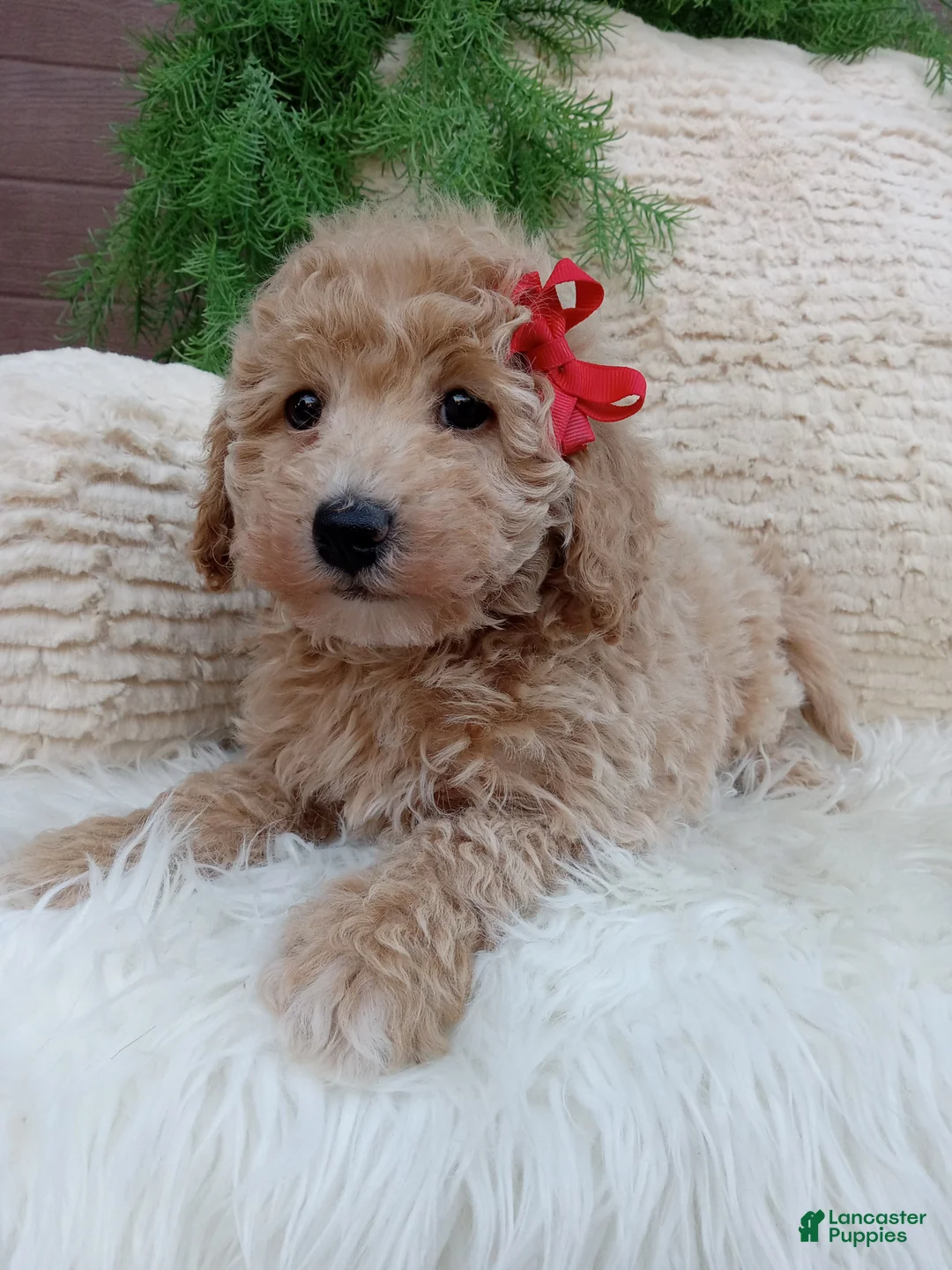 Bichpoo dogs for sale:  Champ  - Ad 2