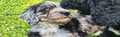 Cosmo