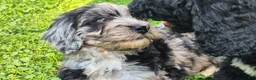 Mini Sheepadoodle dogs for sale: Cosmo - Ad 1