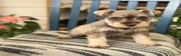 Miniature Schnauzer dogs for sale: Silver - Ad 4