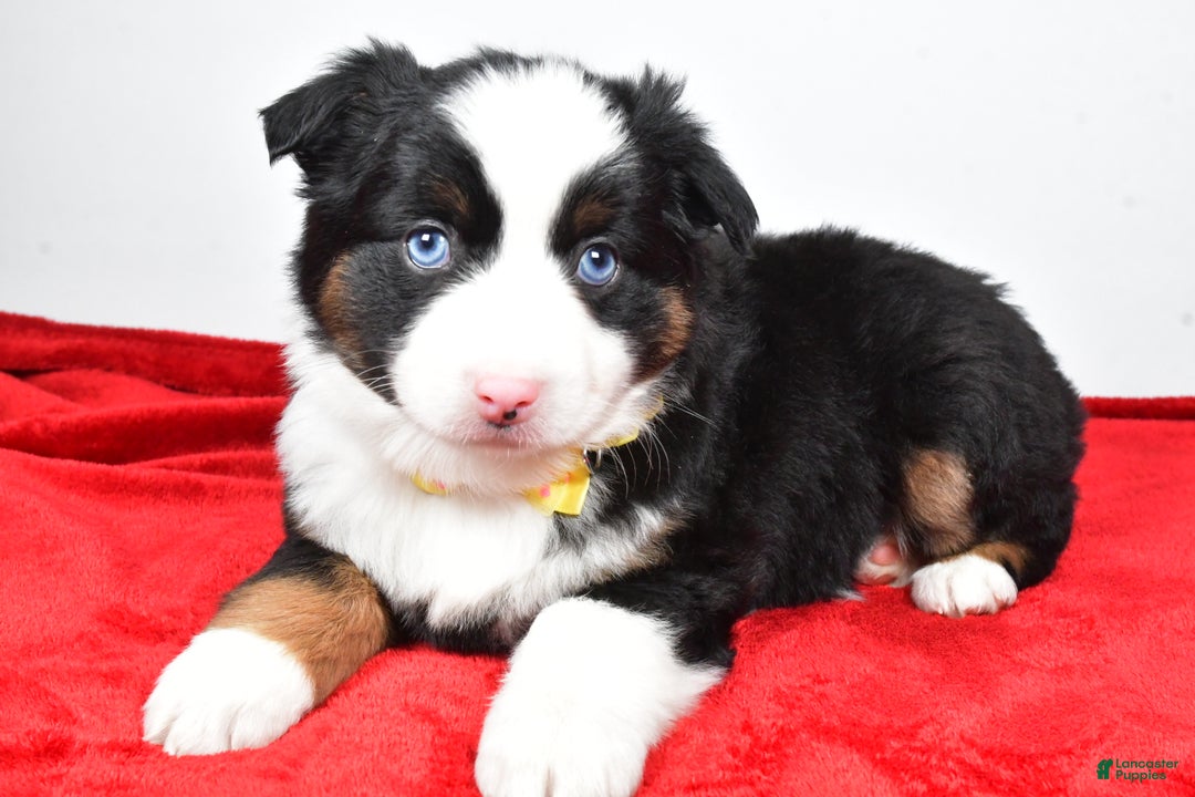 Miniature Australian Shepherd dogs for sale: Rick - Ad 7
