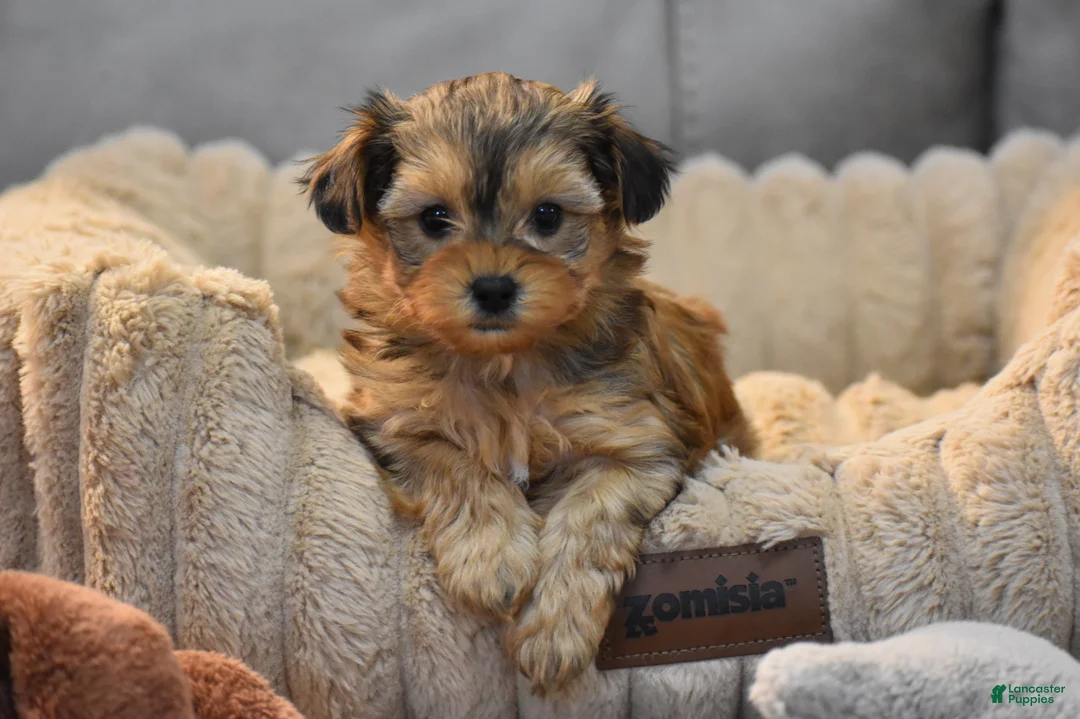 Mixed Breed dogs for sale: Sage - Ad 1