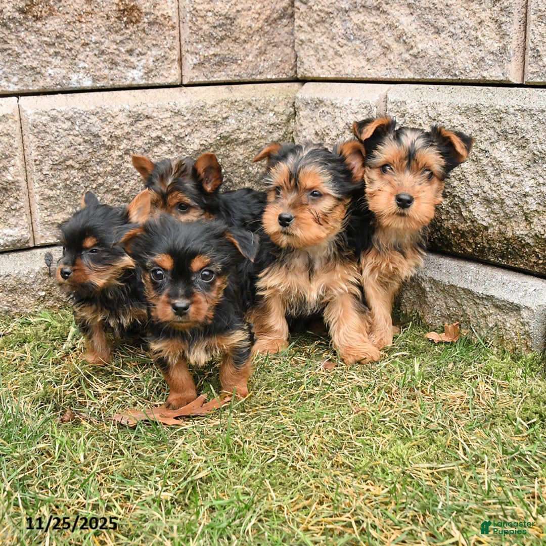 Yorkshire Terrier dogs for sale: Kirby - Ad 3