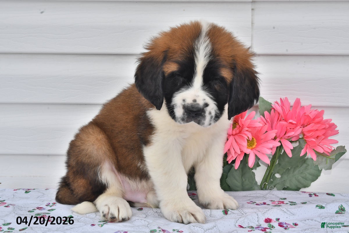 Saint Bernard dogs Bernie - Ad 2