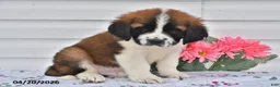 Saint Bernard dogs for sale: Bernie - Ad 2