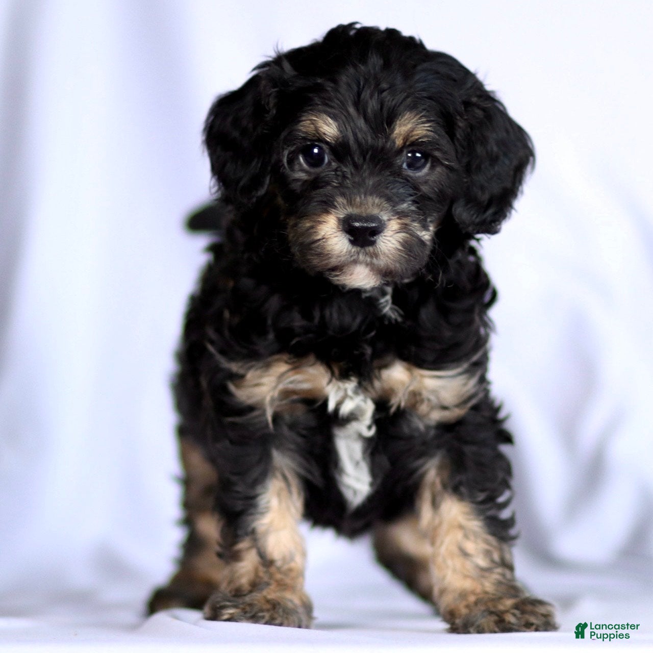 Cavapoo dogs Ronald - Ad 8