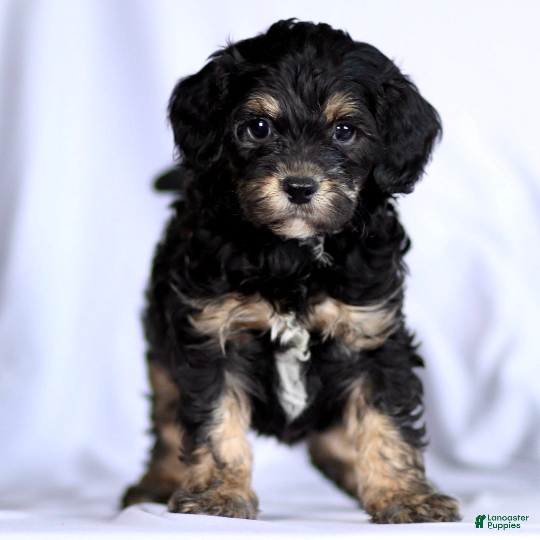 Cavapoo dogs for sale: Phantom - Ad 1