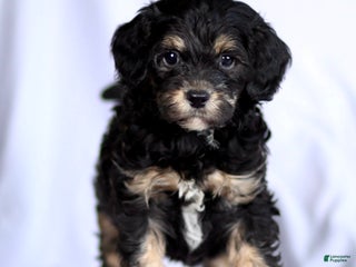 Cavapoo dogs Phantom - Ad 30