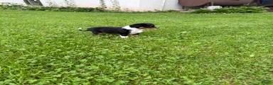 Puppy 1